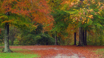 

HD обои осень 1280x720, фото осенний лес

