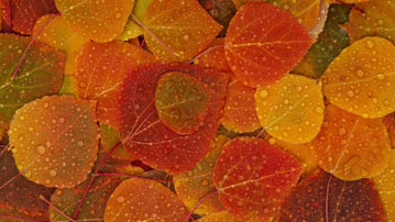 

Обои осень, картинки осенние листья дождь

