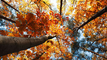 

Обои ранняя осень, фото лес деревья 1280x720

