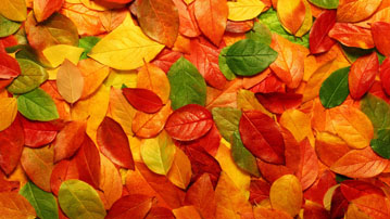 

Обои природа, картинки осень опавшие листья

