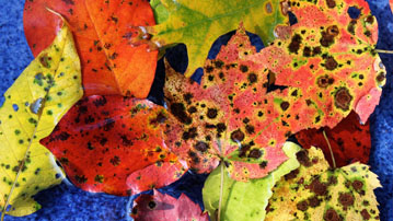 

Обои осень гниющие листья 1280x720

