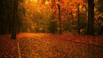 

Фото осень, обои мрачный лес 1280x720

