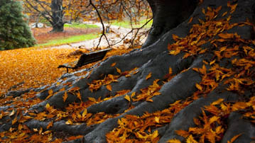 

Обои осень, фото желтые листья

