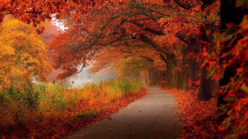 

Фото осень дорога, обои листья 1280x720

