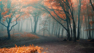

Фотографии осень, обои туман 1280x720

