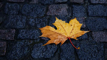 

Обои осень лист, фото мостовая

