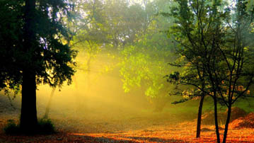

Обои осень лес, фото туман

