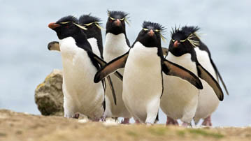 

Заставки пингвины альбиносы 

