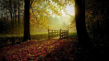 

HD картинки мосты 1280x720, лес, осень

