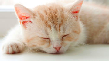 

Обои котята 1280x720, рыжий, спит на рабочий стол скачать бесплатно высокого качества.

