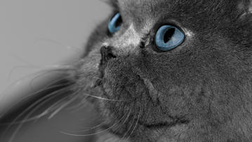 

Обои коты 1280x720 на рабочий стол, голубые глаза скачать бесплатно высокого качества.

