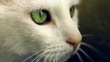 

HD обои 1280x720 коты, усы, зеленые глаза

