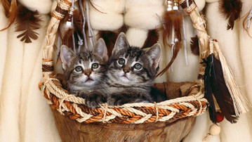 

Качественные обои котята корзина

