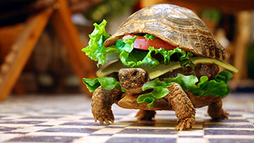 

Смешные обои черепаха бутерброд 1280x720

