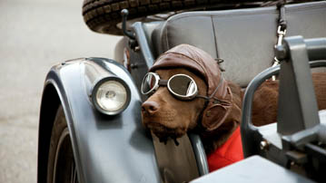 

Смешные фото собака мотоциклист

