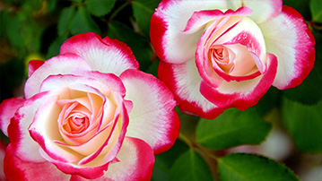 

Две красивые розы 1280x720

