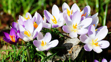 

Весенние цветы HD картинки 1280x720

