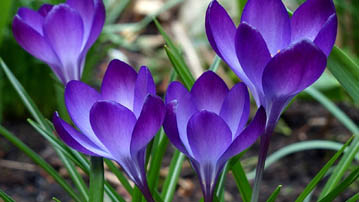 

Картинки фиолетовые цветы 1280x720

