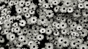 

Фото чёрно-белые цветы 1280x720

