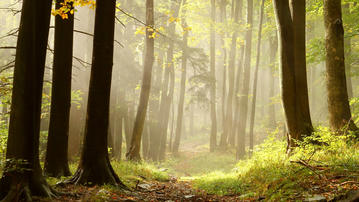

Обои лес, стволы, чаща, туман

