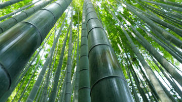 

HD обои 1280x720 лес, бамбук

