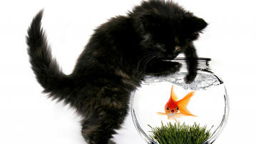 

фото прикольные, кот, рыбалка, золотая рыбка

