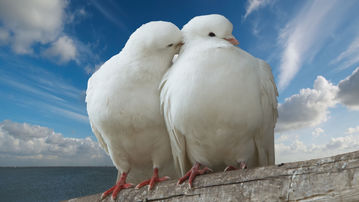 

Картинка любовь обои голуби

