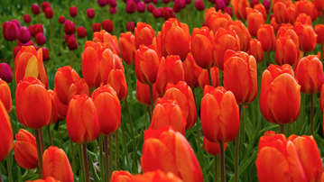 

обои весна 1280x720 тюльпаны на рабочий стол скачать бесплатно высокого качества.

