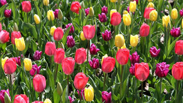 

Фото весна тюльпаны март апрель

