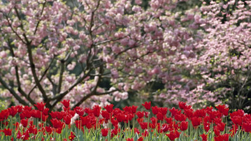 

Заставки весна 1280x720 тюльпаны на рабочий стол скачать бесплатно.

