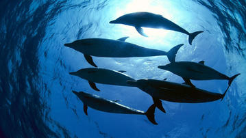 

Обои рыбы, дельфины, стая 1280x720 на рабочий стол скачать бесплатно высокого качества.

