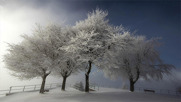 

Заставки зима, фото снег деревья 1280x720

