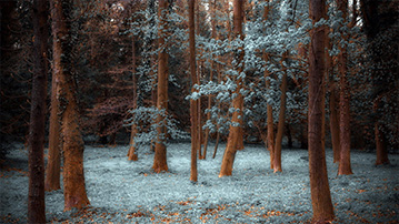 

Обои зима, фото лес и деревья 1280x720

