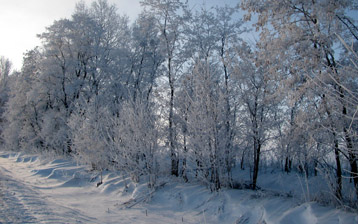 

Обои зима дорога, фото иней деревья

