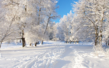 

Обои зима, фото иней 1280x720

