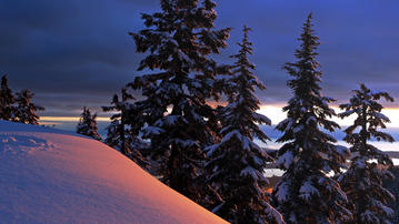 

Обои зима 1280x720, фото хвойный лес, снег

