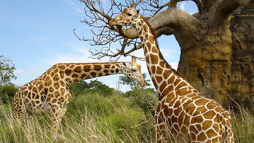 

Обои животные 1280x800 жираф

