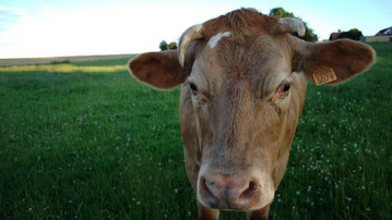 

Обои животные корова бык трава


