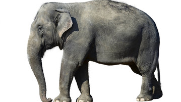 

Заставки животные слон 1280x800

