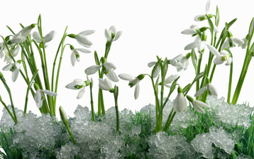 

wallpapers spring 1280x800

