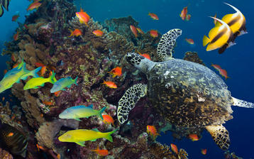 

Обои подводный мир 1280x800, коралловые рифы

