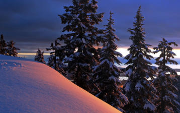 

Обои зима 1280x800, фото хвойный лес, снег

