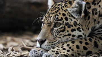 

Картинки животные, леопард скачать бесплатно обои высокого качества

