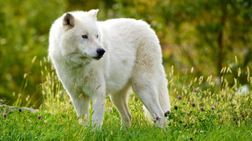 

фото животные, белый волк

