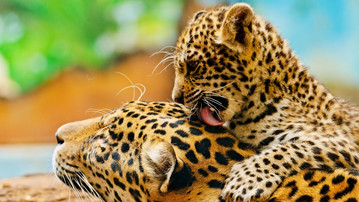 

Обои звери леопарды 1366x768

