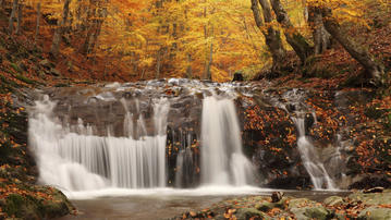 

Фото осень, лесная чаща, обои водопад, деревья

