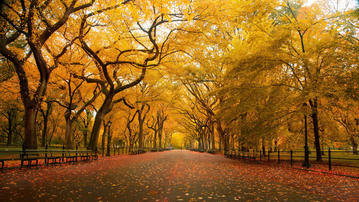 

Обои осень, фото желтые деревья, опавшие листья

