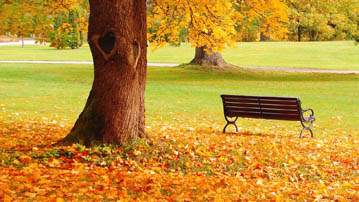 

Заставки золотая осень, фото дерево лавочка

