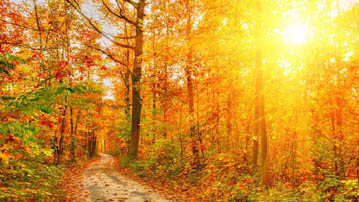 

Заставки золотая осень, фото солнце

