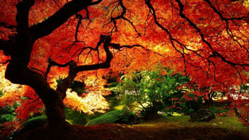 

Осень красное дерево 1366x768

